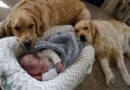 Жизнь с домашними животными защищает детей от аллергии